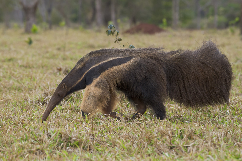 Bonito - Photo by Hudson Garcia (31)